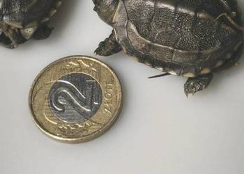 Żółw chiński jak I Inne odmiany żółwi wodno lądowych