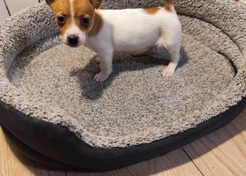 Jack Russell terrier