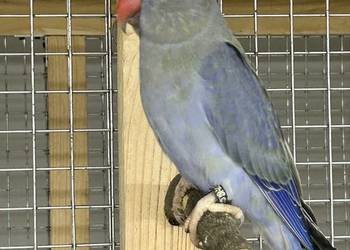 Aleksandretty Obrożne z DNA