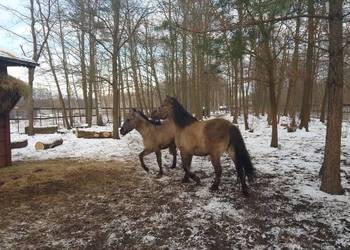 konik polski sprzedam klacz