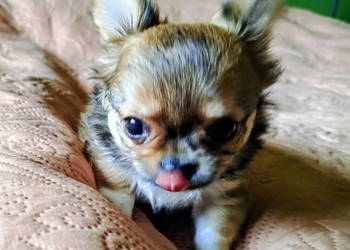 Chihuahua maleńki piesek długowłosy