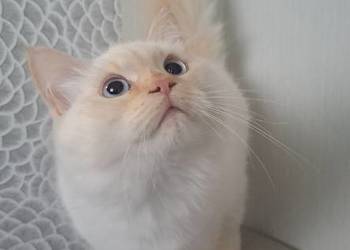 Kocur kremowy neva masquerade kot syberyjski