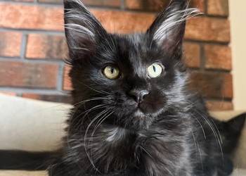 Kotka Maine Coon Lukrecja