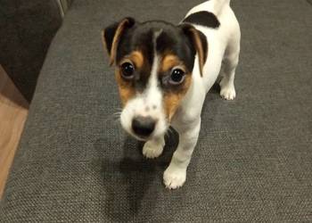 Jack Russell Terrier