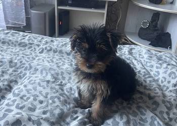 Pies Yorkshire Terrier