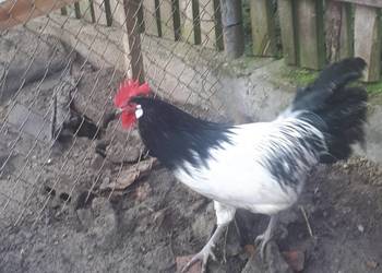 Koguty vorwerk lakefender i inne