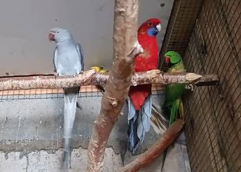 Aleksandretty Rozelle Królewskie