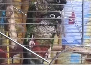 Rudosterki para, inne...