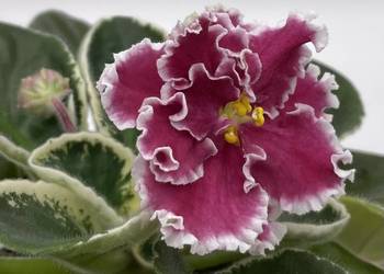 Fiołek afrykański kwitnąca sadzonka