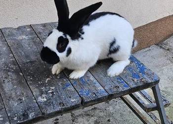 Samiec olbrzym srokacz czarny srokacz niemiecki