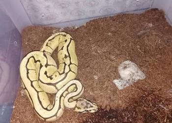 Sprzedam 10 szt Pytona królewskiego