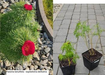 Paeonia tenuifolia delikatna