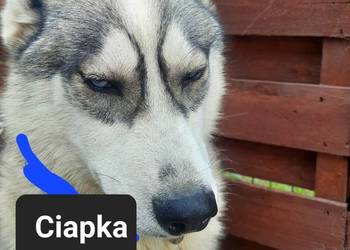Suczki rasy syberian husky