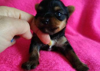 Piesek yorkshire terrier do rezerwacji