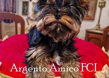 yorkshire terrier suczka rodowód ZKwP FCI