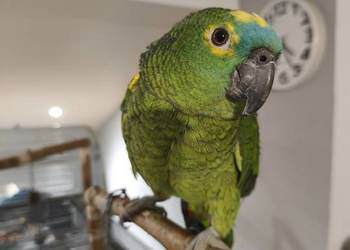 Amazonka niebieskoczelna ręcznie karmiona