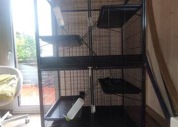 Bardzo duża klatka i 3 samiczki szczura