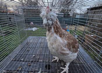 Pary hodowlane kur ozdobnych