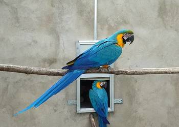 Para papug ar araraun 2023r