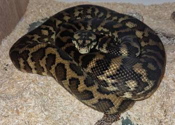 Morelia spilota harrisoni para