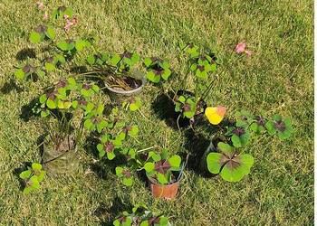 Oxalis deppei ’Iron Cross’. Szczawik