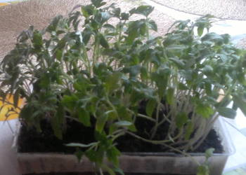 Pomidor do pikowania