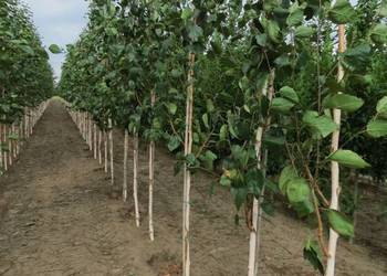 Nasadzenia zastępcze - kompensacyjne brzoza klon lipa platan świerk jodła