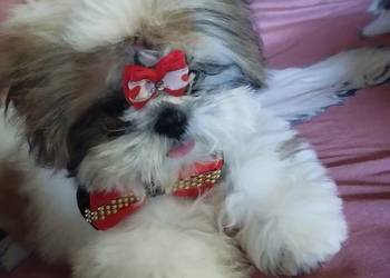 Suczka Shih Tzu