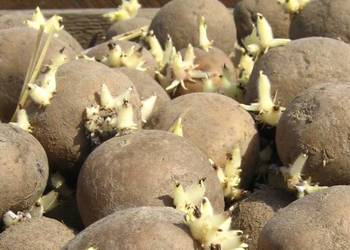 Sprzedam ziemniaki sadzeniaki, jadalne Orlik