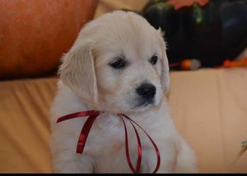 Szczenięta Golden retriever zkwp FCi