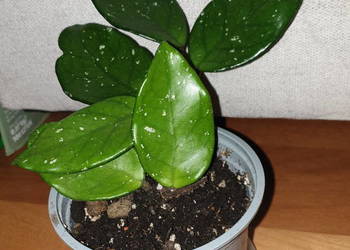 Hoya , hoja, kwiat rosnący, nr 1
