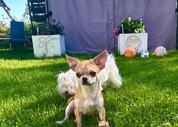 Chihuahua suczka ZKwP