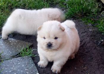 Chow chow szczeniaki