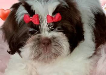 Ostatnia suczka rasy Shih-Tzu szuka domku