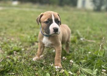 American Pit Bull Terrier - piesek