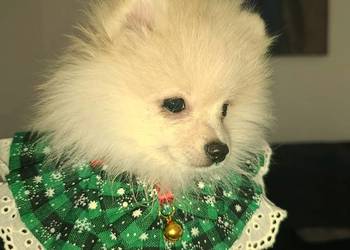 Szpic miniaturowy. Przepiękny maluch.r