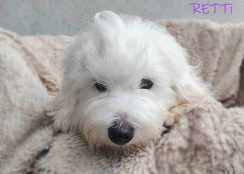 SAMIEC biały piesek Coton De Tulear szczenię ZHPR UCI Kraków