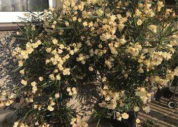 Oleander żółty pełny pachnący