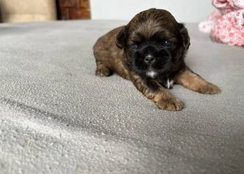 Suczka shih tzu