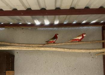 Rozella rozelle rozela rozele