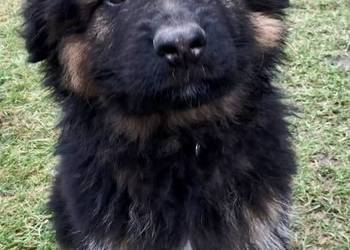 owczarek niemiecki długowłosy