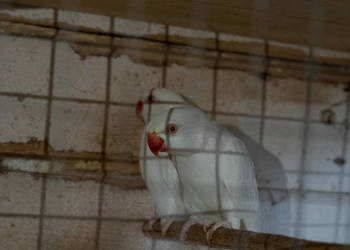 Aleksandretty Obrożne Albinosy