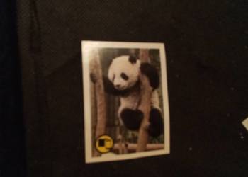 Naklejka  zwierzęta świata Panda wielka 75