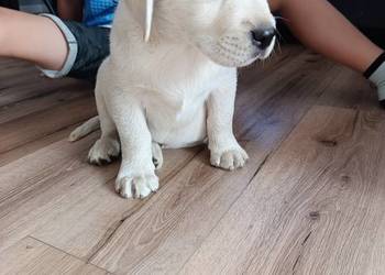 pieski Labrador biszkoptowy szczeniaczek