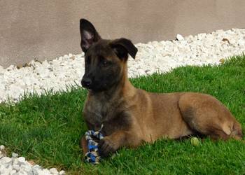 Owczarki belgijskie malinois