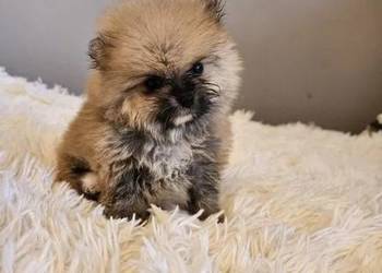 Szpic miniaturowy pomeranian hodowla transport