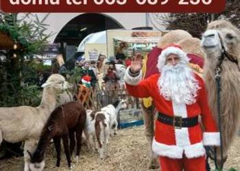 Sprzedam alpaki do dobrego domu