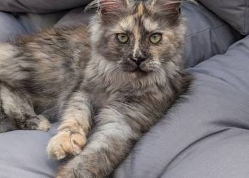 Hopi czarna srebrzysta szylkretka Maine Coon Zapraszamy