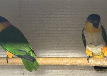 Barwinki czarnogłowe, pary lęgowe + 1 szt