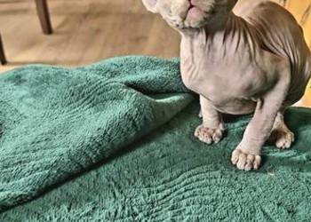 Gotowy do odbioru! Sfinks Bursztynowy *domowa hodowla* SPH SPHYNX SFINX